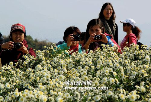 徽州貢菊