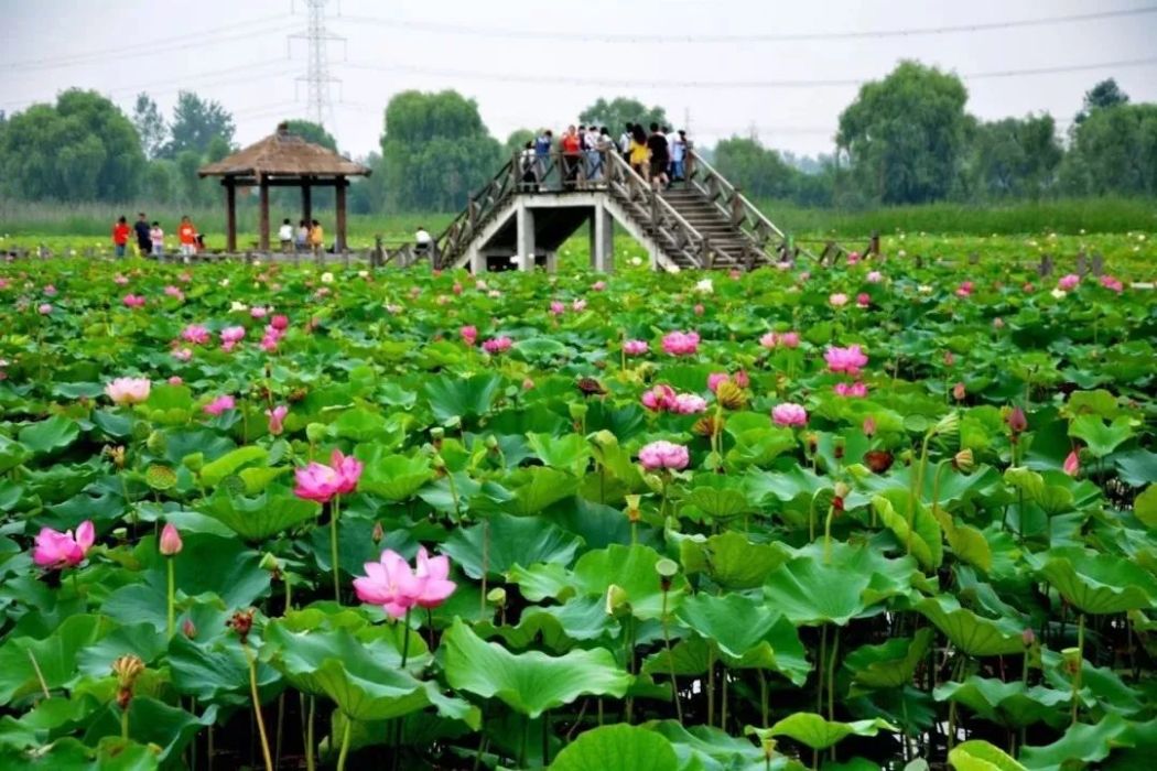 焦崗湖景區