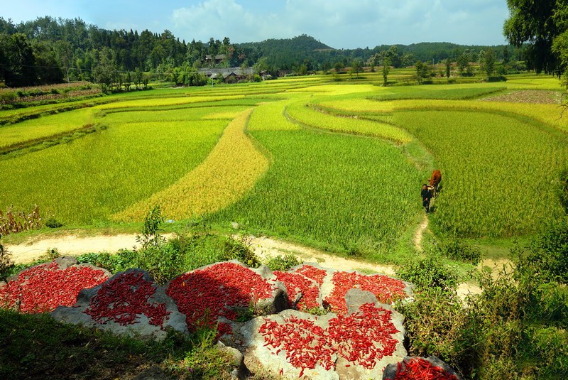 農牧種植業