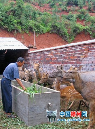 閔家鎮養鹿專業戶