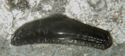 Venustodus