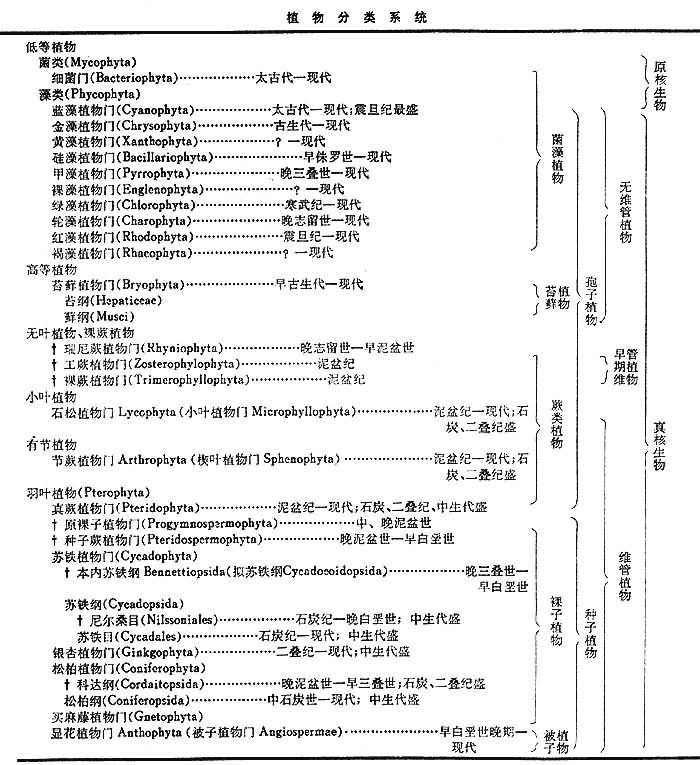 古植物學