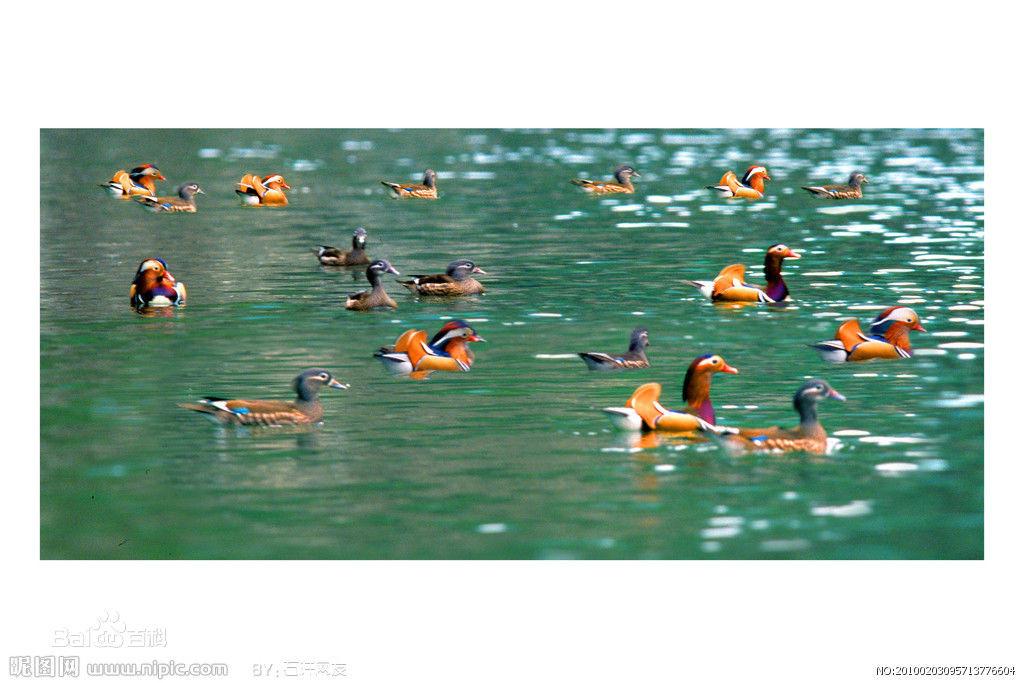 楓香鴛鴦湖村