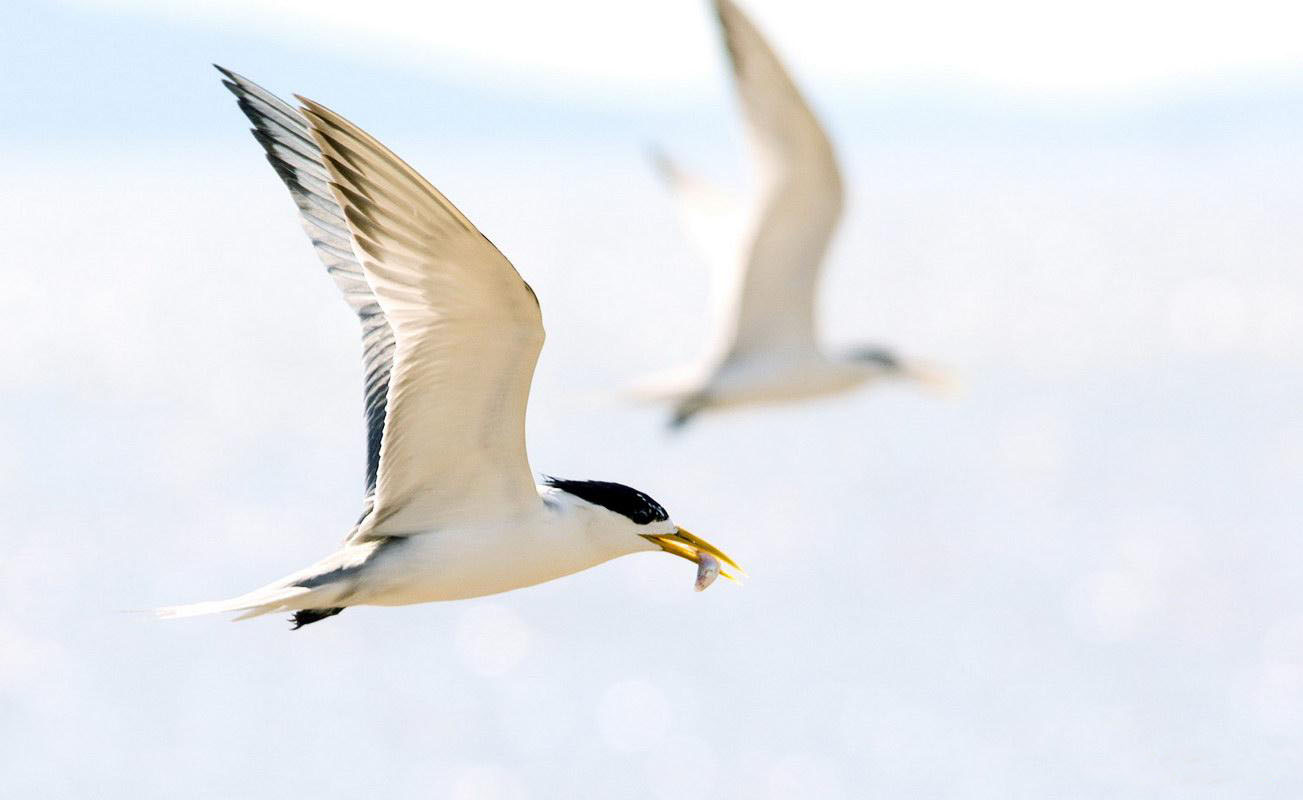 鳳頭燕鷗