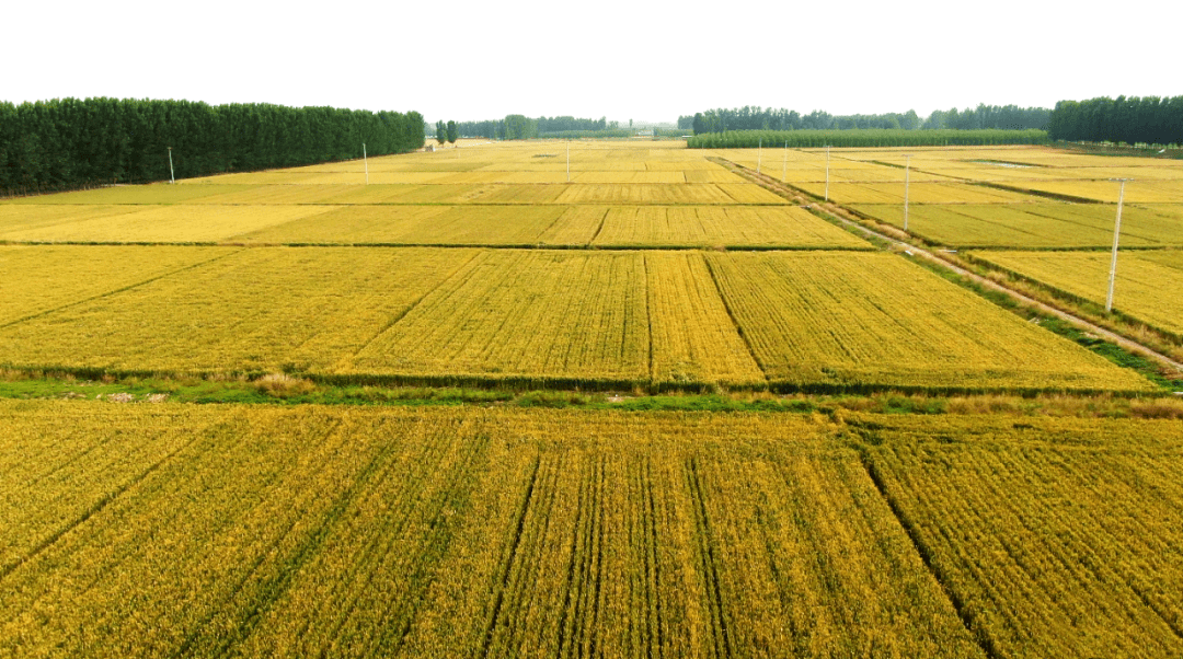 平原