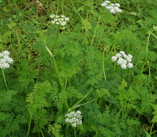 膜蕨囊瓣芹(中藥)