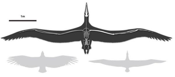 Pelagornis sandersi