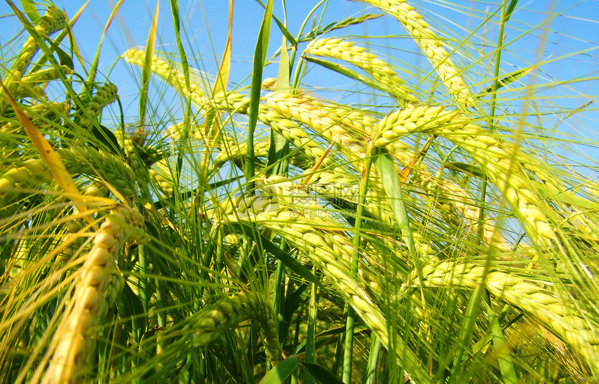 大麥(禾本科大麥屬植物)