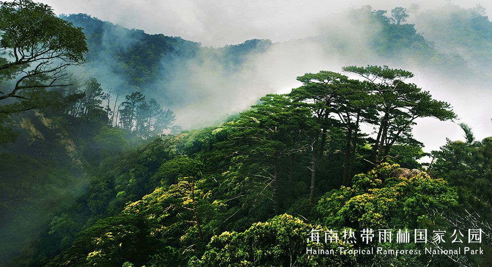 海南熱帶雨林國家公園(海南熱帶雨林國家公園體制試點區)