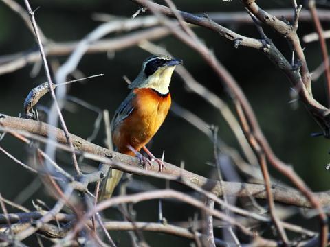 綠冠月胸竄鳥