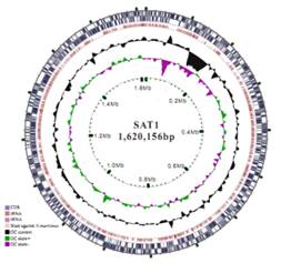 Nitrosotenuis cloacae SAT1的基因組圈圖