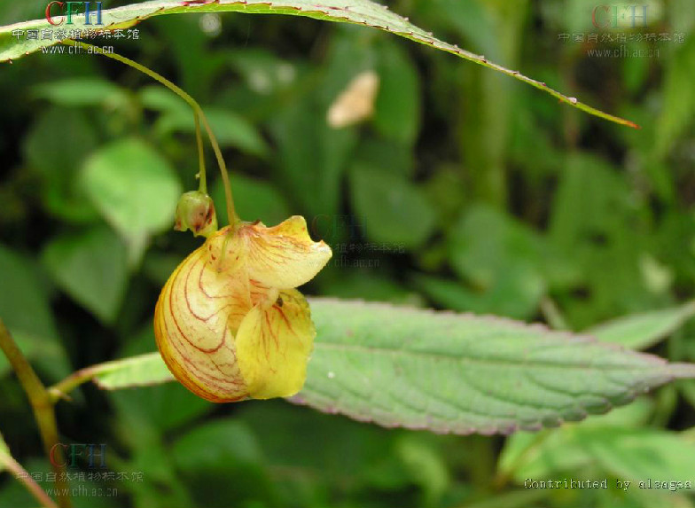 黃麻葉鳳仙花