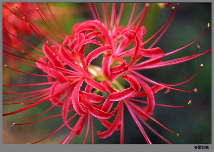 曼珠沙華