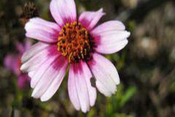 Coreopsis rosea \x27Heaven\x27s Gate\x27