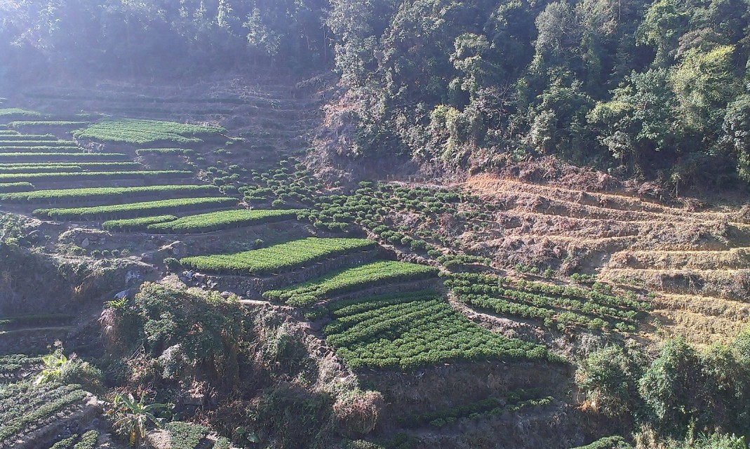 蘇區饒平美麗的茶山