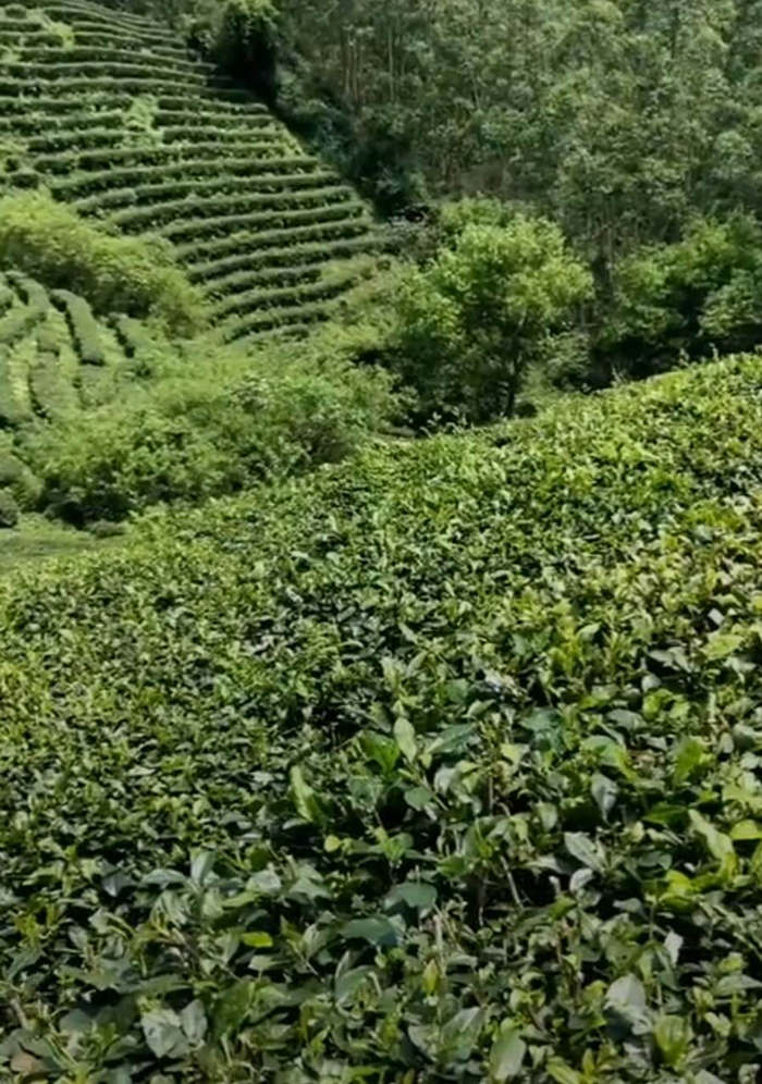 覃塘毛尖茶