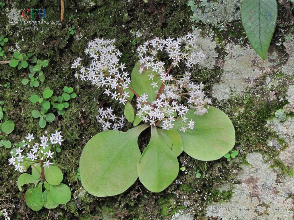 山飄風