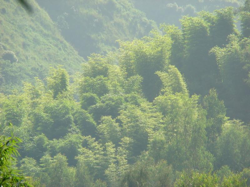 施嘎村-經濟林