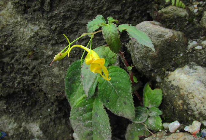 窄花鳳仙花