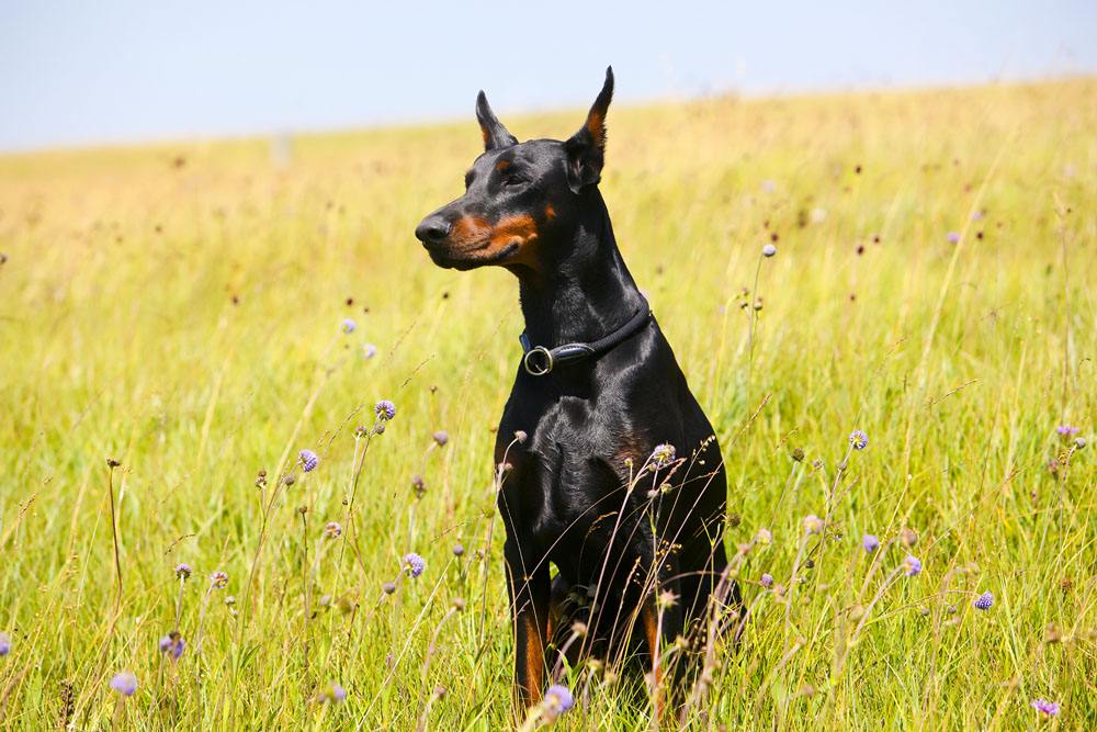 杜賓犬