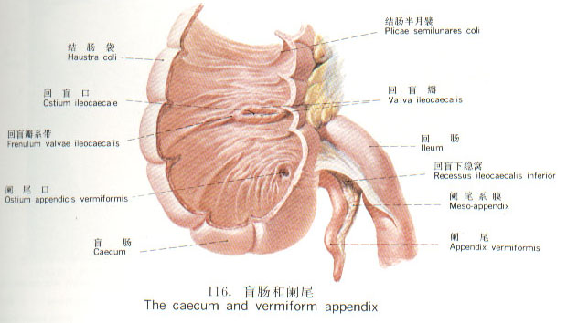 闌尾寄生蟲病