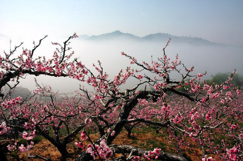 桃花庵