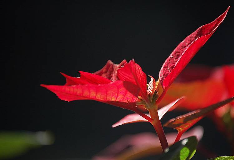 寬狹葉紅景天