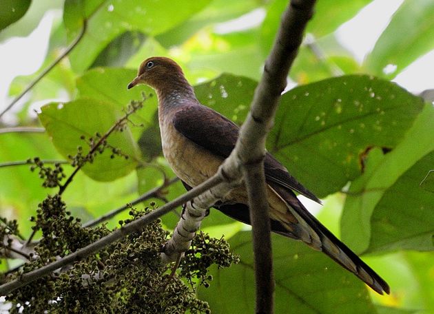 鵑鳩屬