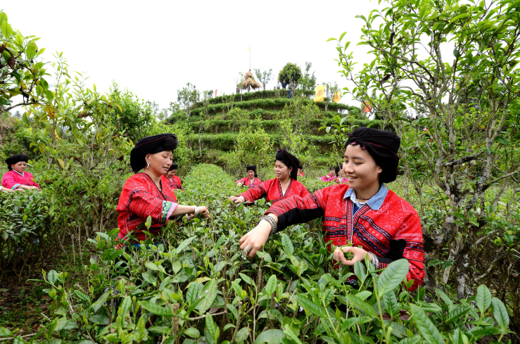 龍脊茶