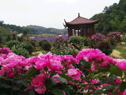 茶鄉花海