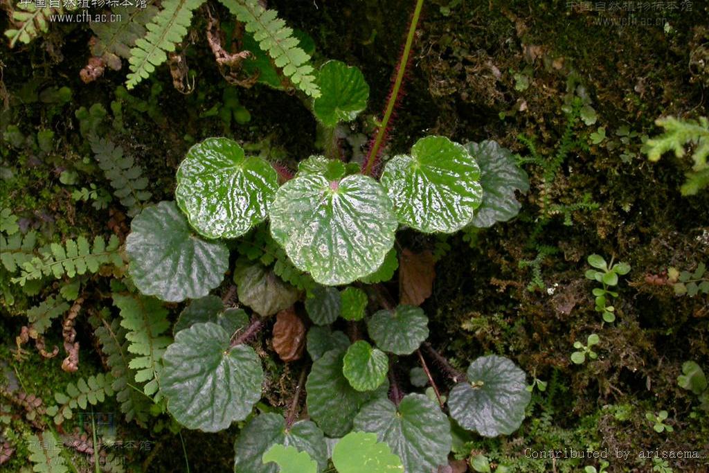 大花虎耳草