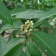 山小橘(芸香科山小橘屬植物)