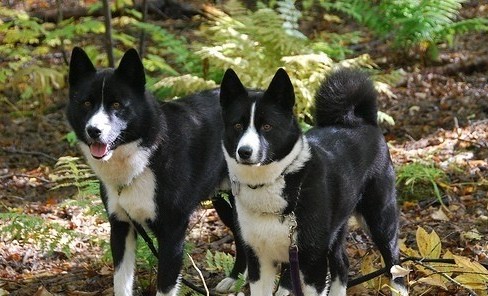 卡累利阿熊犬