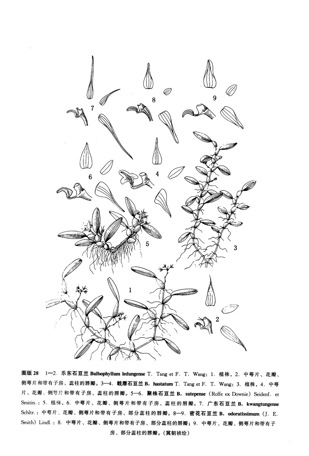 戟唇石豆蘭