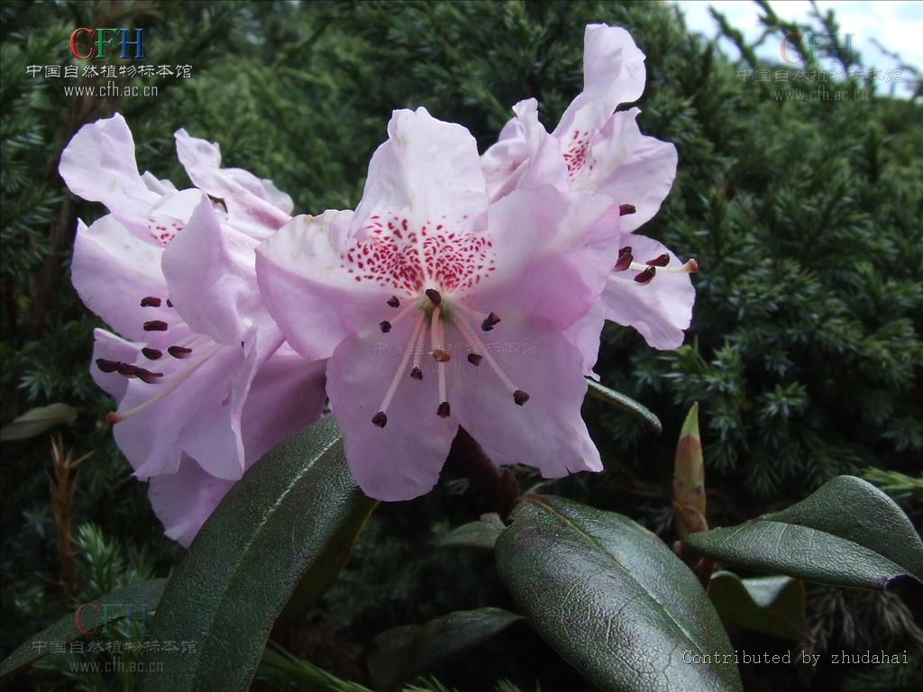 紅棕杜鵑(茶花葉杜鵑)