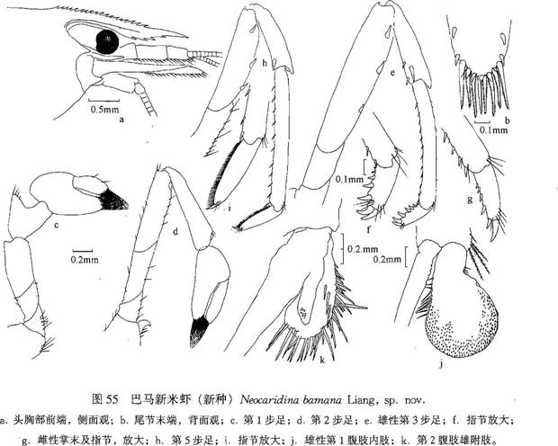 巴馬新米蝦