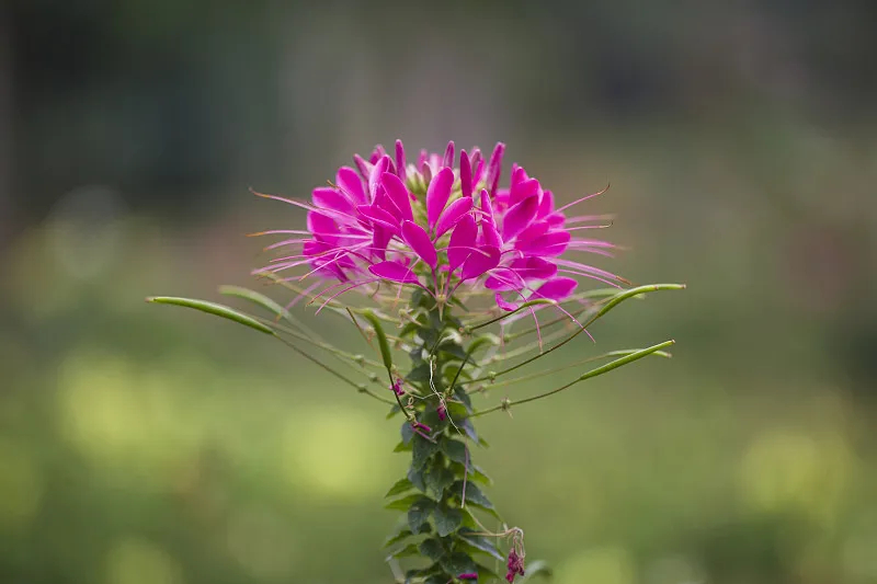 醉蝶花