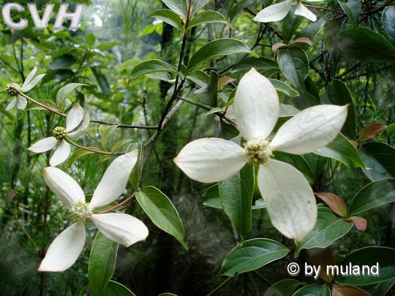 縉雲四照花（變種）