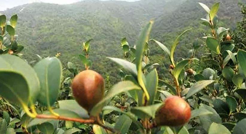 常山山茶樹