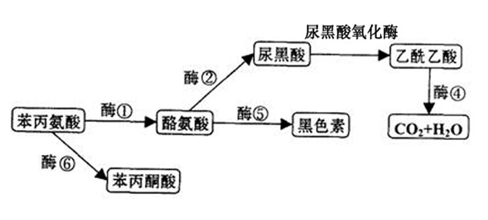 黑尿病發病機理