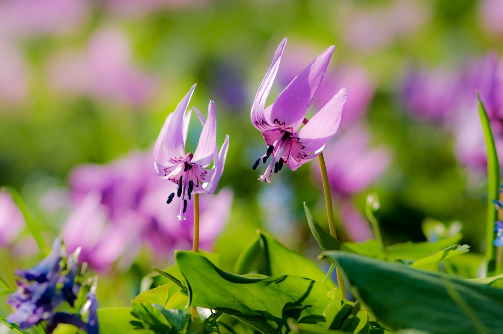 豬牙花