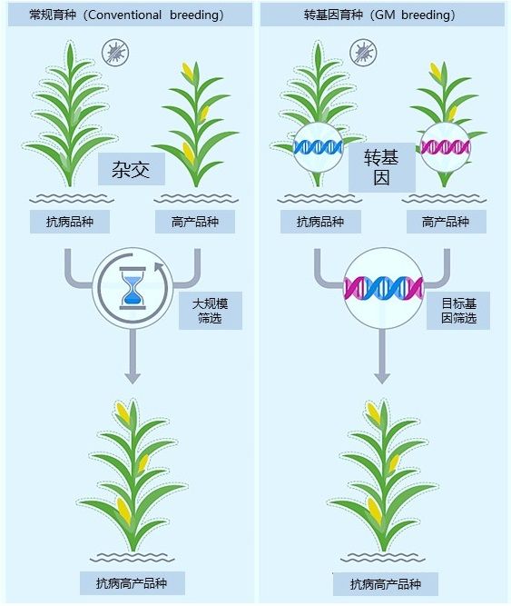 轉基因育種