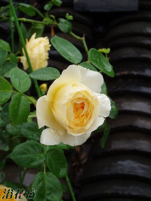 夏洛特(薔薇屬月季栽培品種)