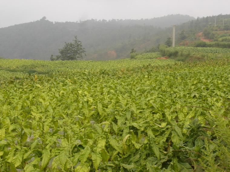 依沙鮓村