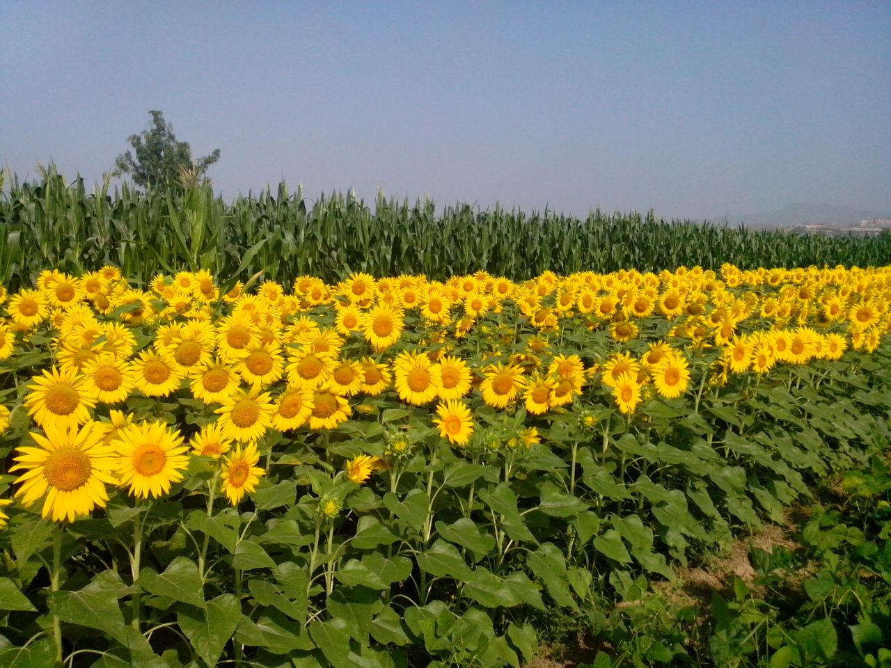 太平莊村