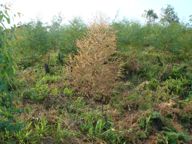 藍桉(桃金孃科桉屬植物)