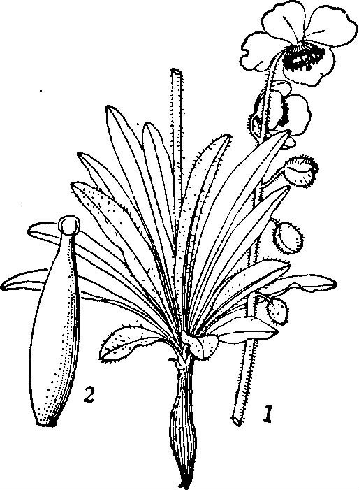 花莖綠絨蒿系