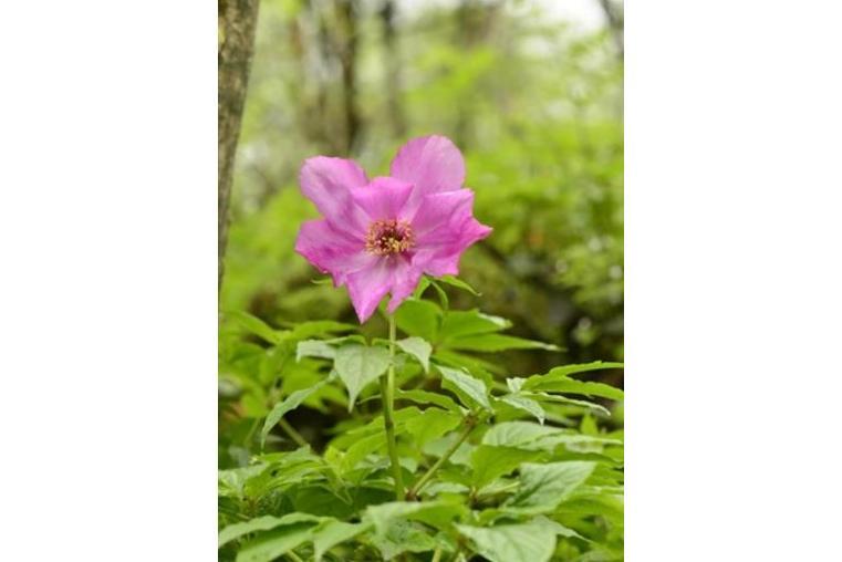 Paeonia lactiflora \x27Miss America\x27