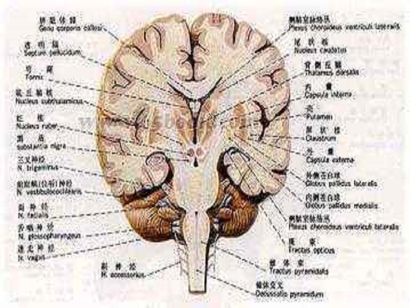 觸覺中樞