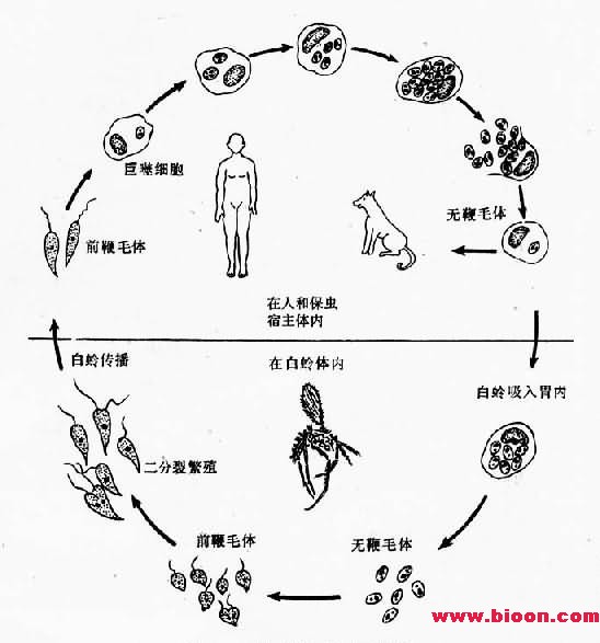 醫學原蟲生活史